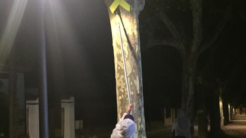 A unionist activist removes a separatist yellow ribbon from a tree in in Canet de Mar. Photograph: Guy Hedgecoe