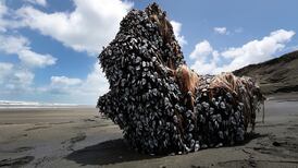Alien ship? Time capsule? Strange object found on New Zealand beach