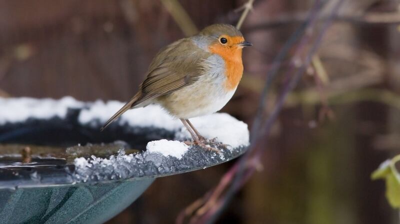 Robin
