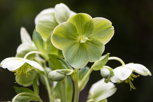 Green flowering plants to bring calm to your garden