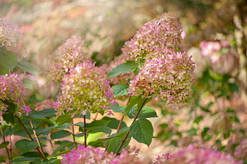 Hydrangea paniculata 'Limelight'