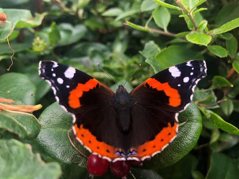 Red admirals come to Ireland in summer. Photograph: John Maloney