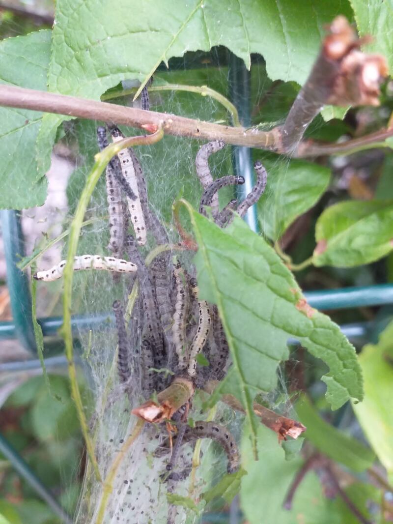 Leaf-eating small ermine caterpillars, most likely the orchard ermine.