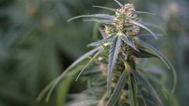 Gardaí seize 80 cannabis plants from Longford grow house