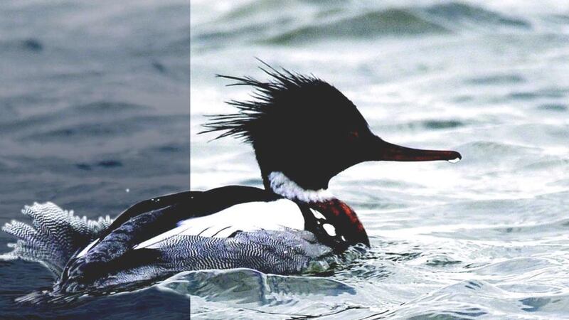 Red-breasted merganser from the illustrated guide to the flora and fauna of Portmarnock Golf Club