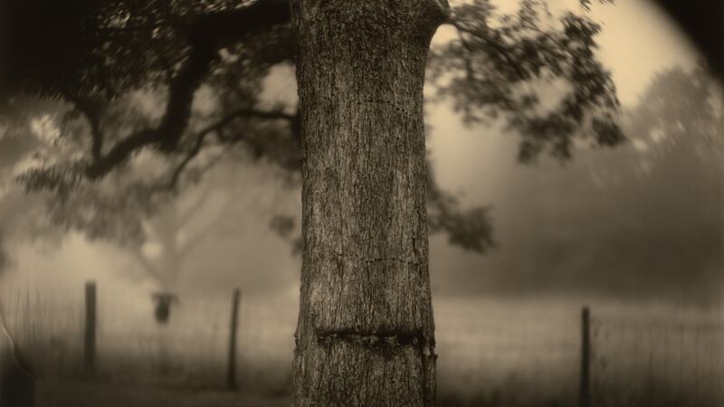 Sally Mann: a southern gothic sensibility imbued with romanticism.