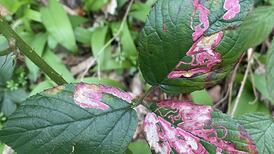 What creature causes abstract doodles on this bramble leaf?