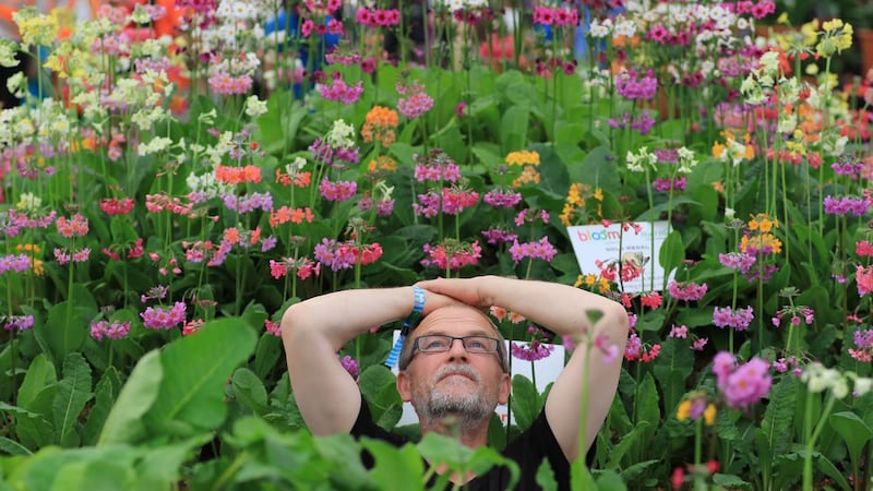 Philip Bankhead, of Peninsula Primulas at Bloom last year. Photograph: Nick Bradshaw