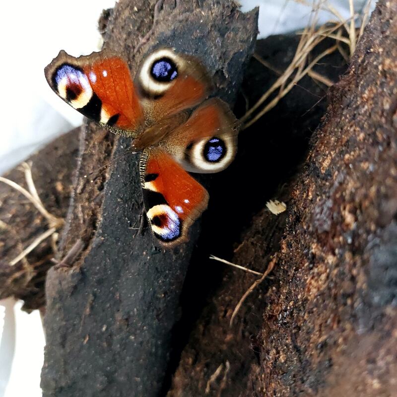 Peacock butterfly. Photograph: Rose Daly