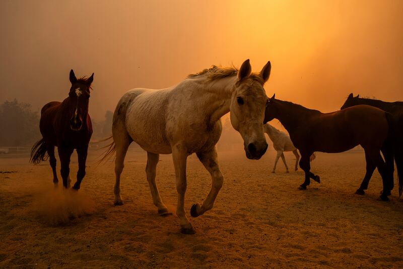 An enclosure at Swanhill Farms in Moorpark, California. Photograph: Noah Berger/AP