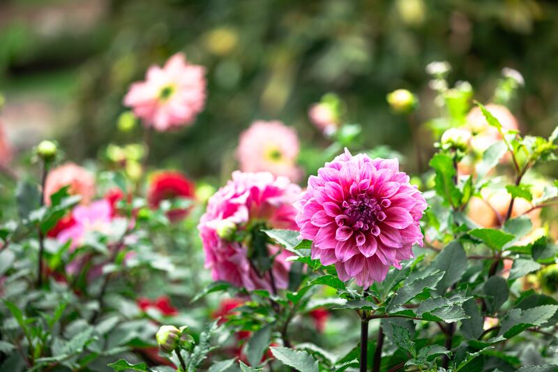 Dahlias: Vigilance is key to preventing disease from shortening their flower power