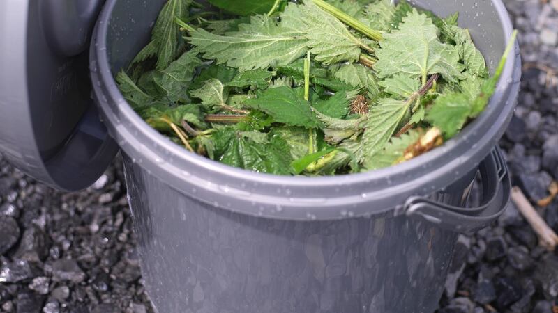 Liquid nettle feed being prepared. Photograph: Richard Johnston