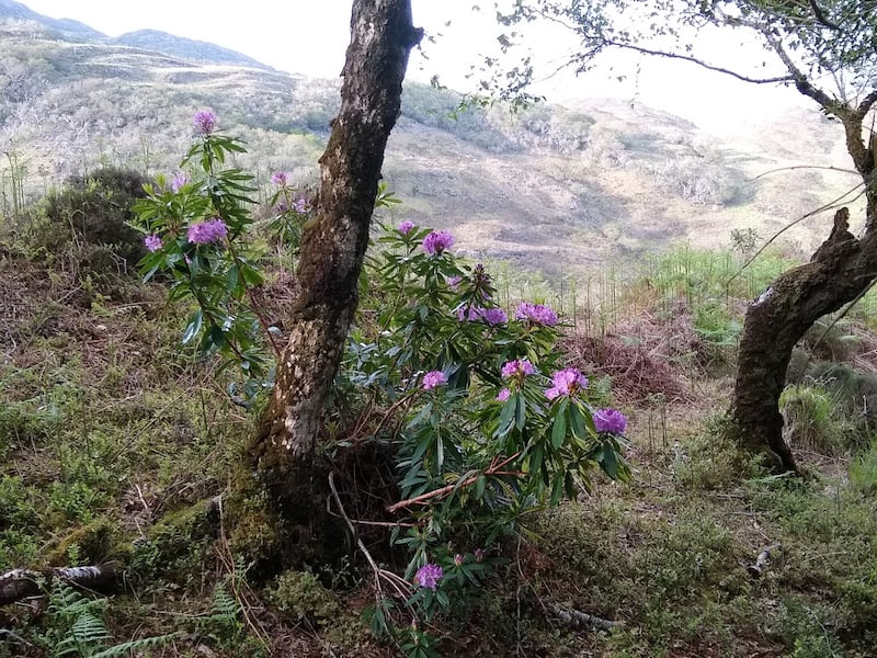 Rhododendron flowering last week in the formerly cleared Eamonn’s Wood, in Killarney National Park. Photograph: Bill Quirke/Groundwork