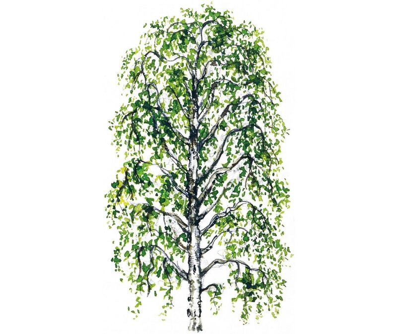 UNSPECIFIED - MARCH 03: Silver birch (Betulla pendula), Betulaceae, tree with and without foliage, leaves, flowers and fruit, illustration. (Photo by DeAgostini/Getty Images)