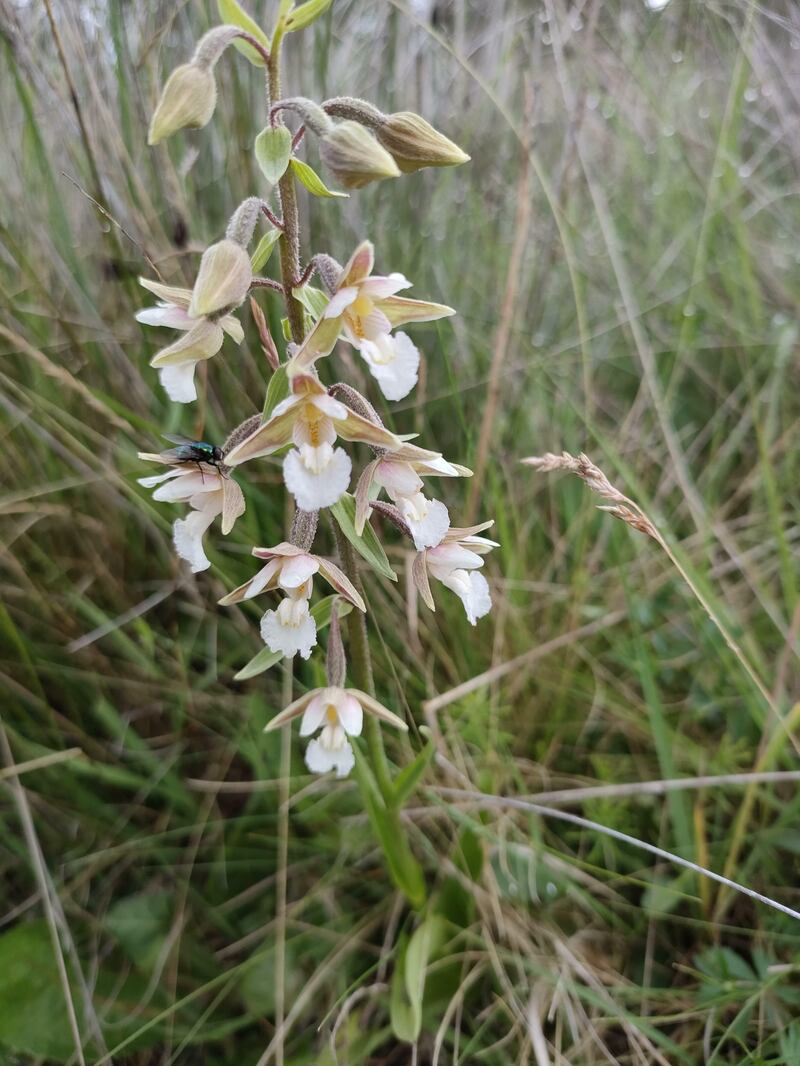 Marsh helleborines, Epipactis palustris, supplied by Jerry Castle.