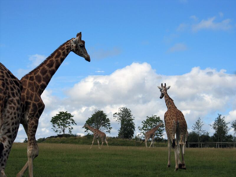 Fota Wildlife Park, Co Cork
