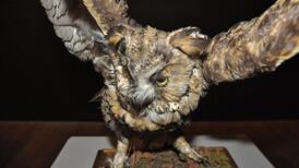 Glucksman Gallery puts zoological curios on display