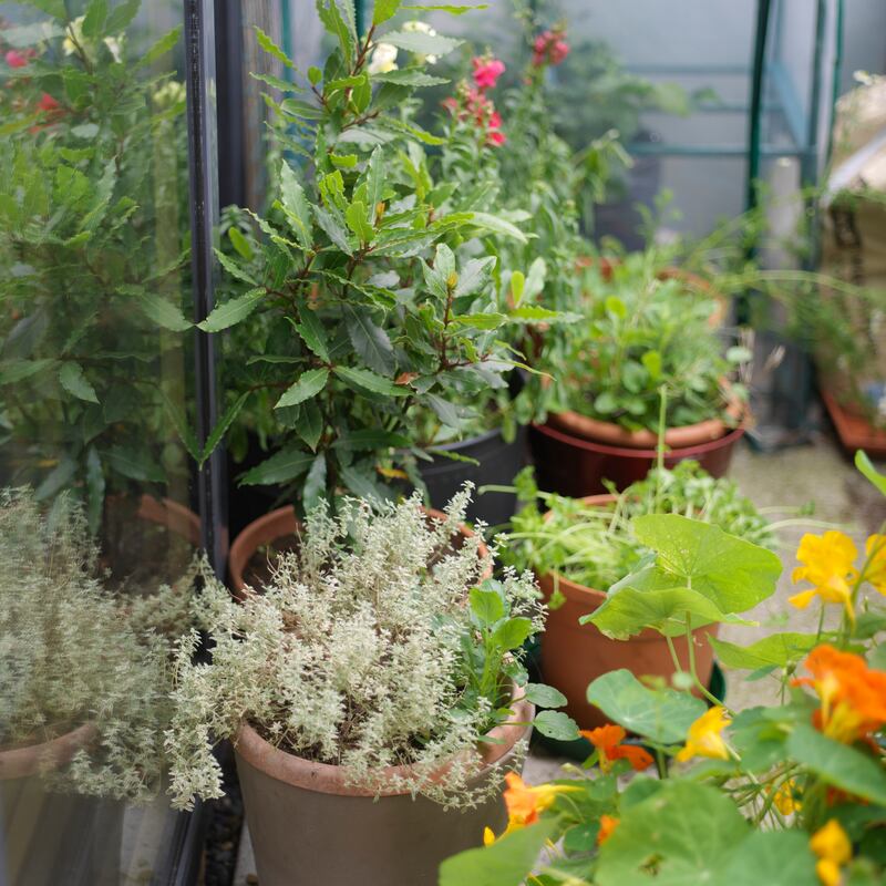 Photograph: Richard Johnston