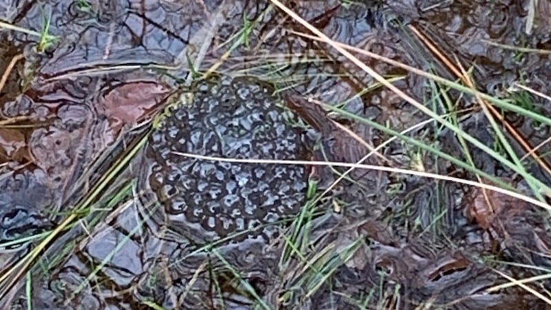 Is all frog spawn the same?