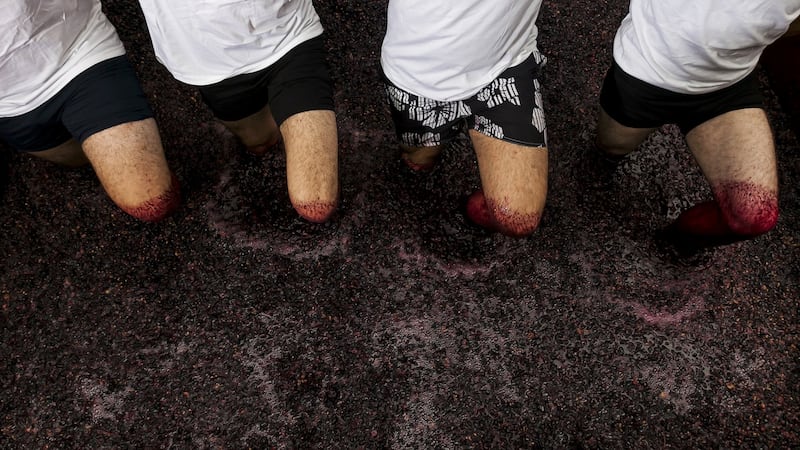 Treading grapes the old-fashioned way at Quinta de Marrocos