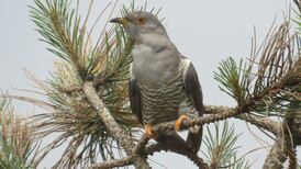 ‘Huge increase’ in cuckoos in our garden – Readers’ nature queries