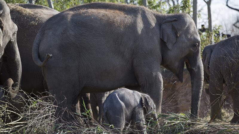 The calf’s mother Dina is the herd’s matriarch