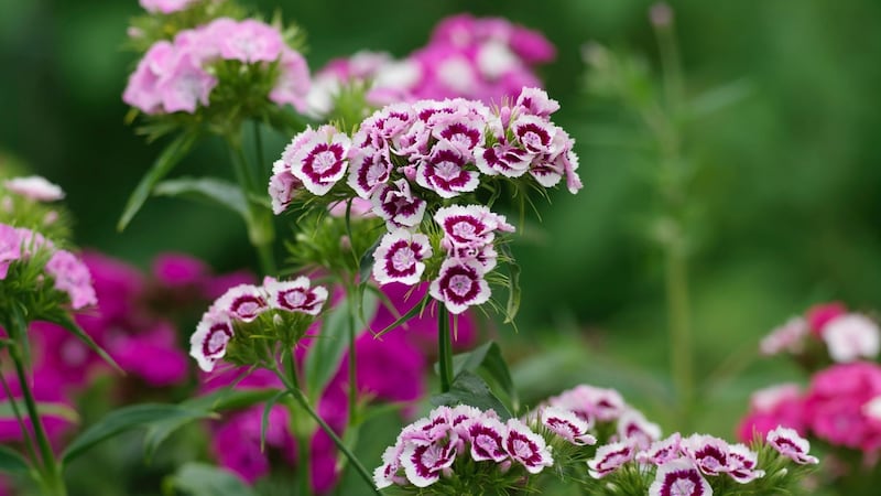Sweet William growing in an Irish garden. Photograph: Richard Johnston