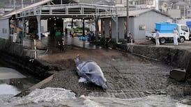 Japan to resume commercial whaling and withdraw from IWC