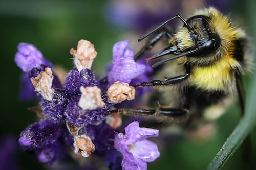 Botanist welcomes EU court ruling on pesticides that can harm bees