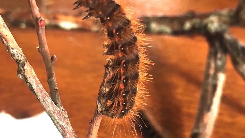 The light knotgrass caterpillar