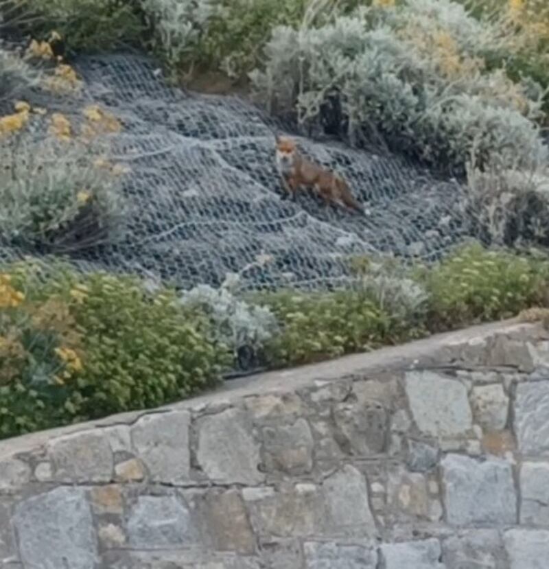 A fox in Killiney