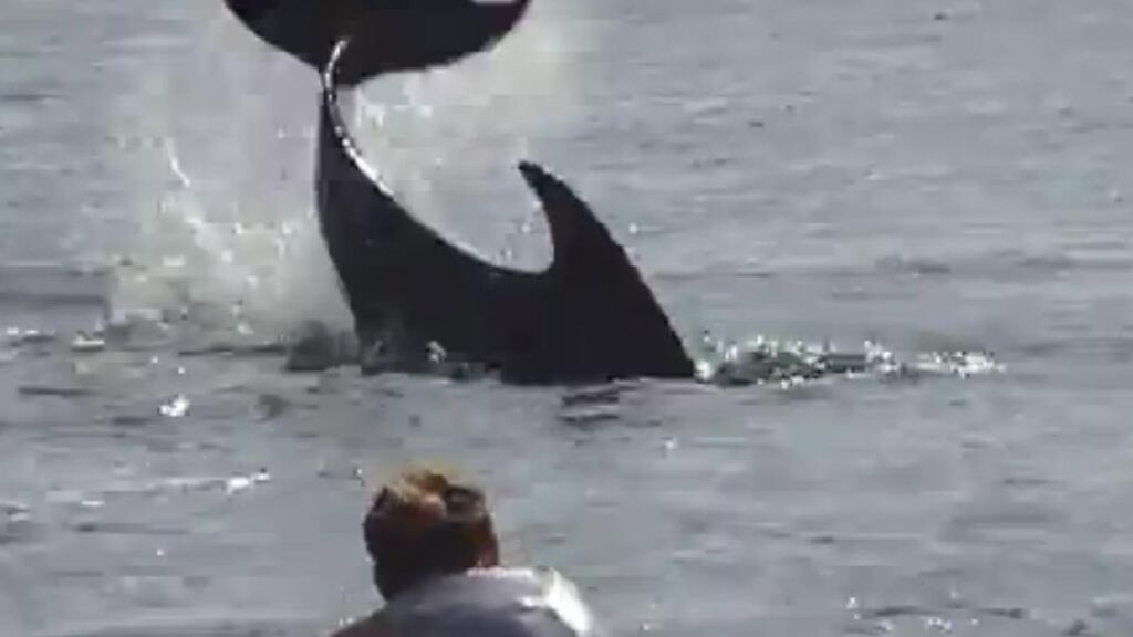 A still photograph from YouTube showing a member of the public attempting to play with Dusty the dolphin last year.