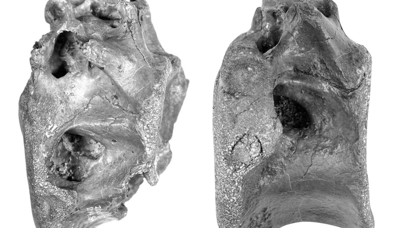 Two of four bones found on the Isle of Wight. which belong to a new species of dinosaur. Photograph: University of Southampton/PA Wire