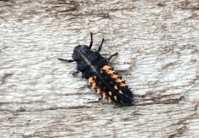 Harlequin ladybird. Photograph supplied by Declan Cooney