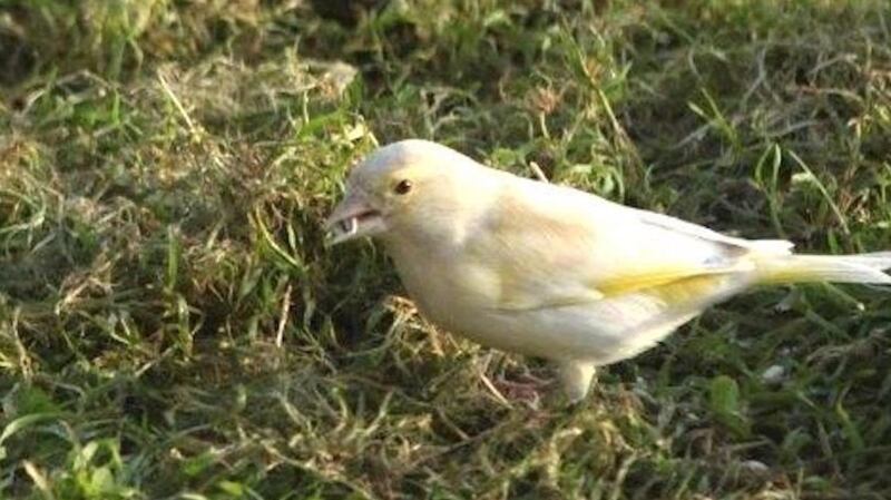 Greenfinch