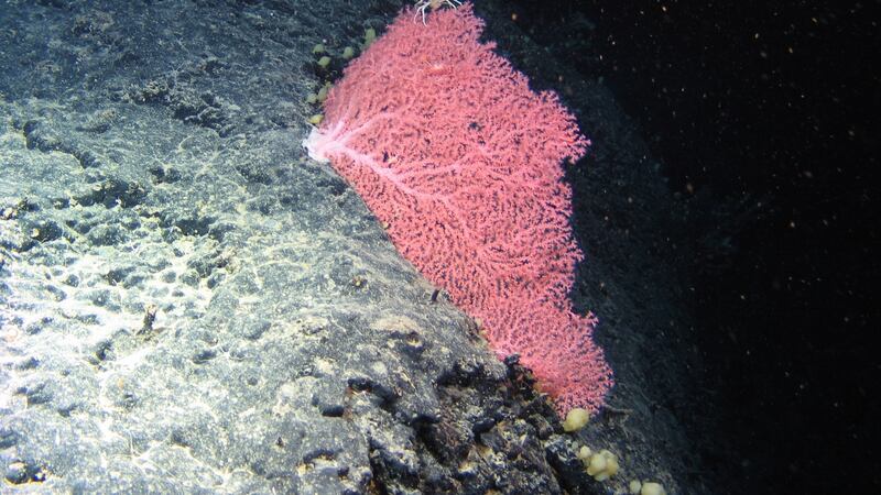 This delicate Octocoral, Corallium, has never been recorded in Irish waters before. Photograph: Marine Institute