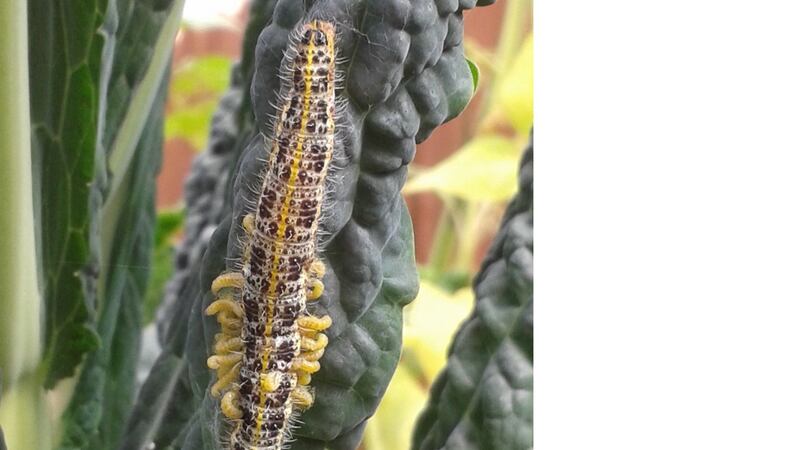 Cabbage caterpillar