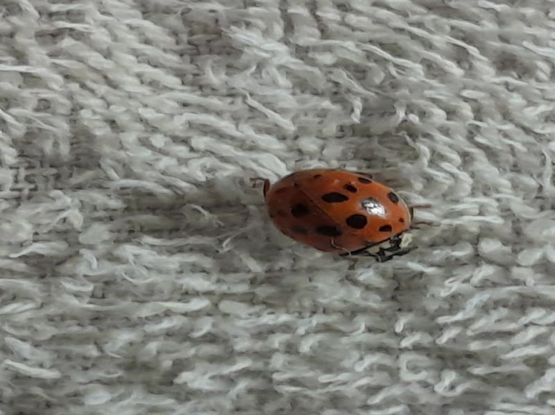 Ladybird. Photograph supplied by David Devitt