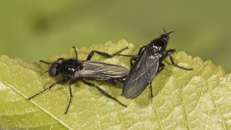 Eyes on nature: St Mark’s flies like the ones that Paul Grime saw in Marlay Park in Dublin. Photograph: Hans Lang/Getty
