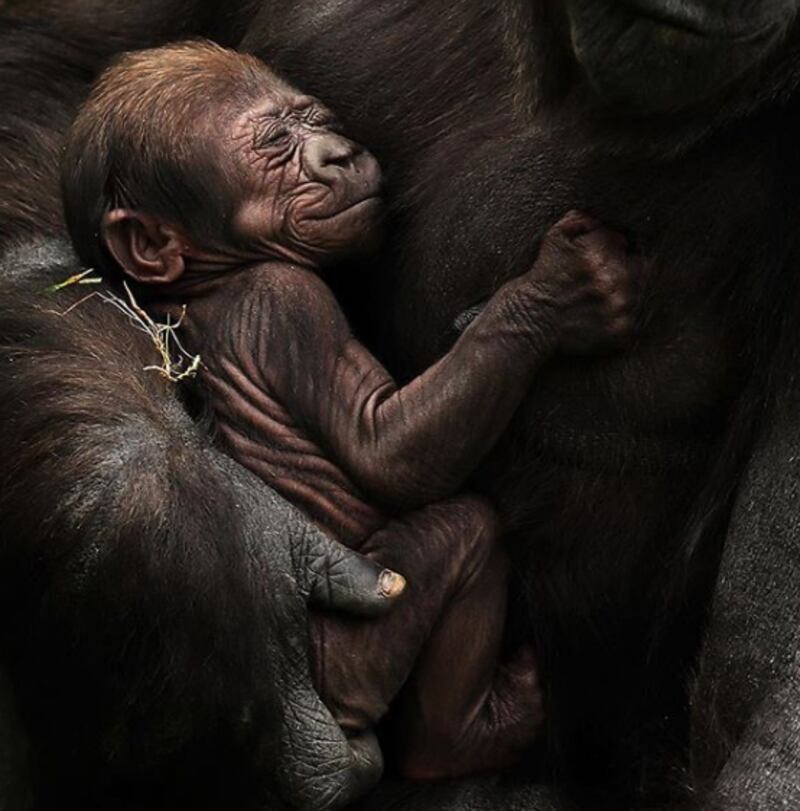 The new baby gorilla with its mother Kafi. Photograph: Brian Lawless/PA