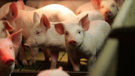 Pig producer JMW spends €2.5m on Co Louth finishing farm