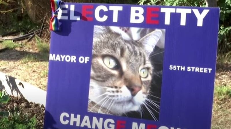 Vote for Betty the cat. Photograph: Reuters/YouTube