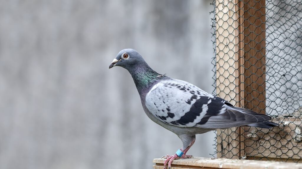 Pigeon racing enthusiast has got a temporary injunction preventing sports body suspending his membership of the organisation. Image: iStock