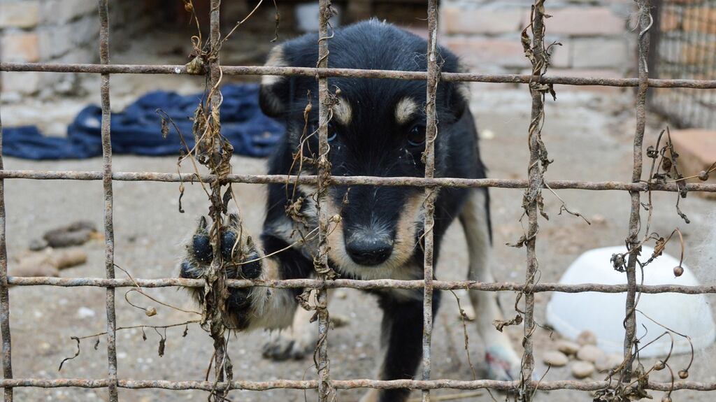 Puppies are often kept in appalling conditions, leading to injury, health issues and behavioural problems. Photograph: File Photo / Getty