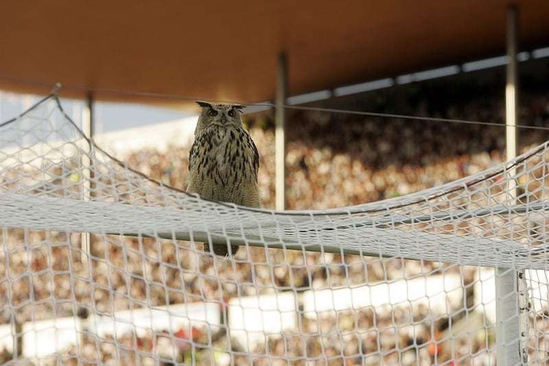 A European eagle owl (Bubo Bubo), the world's largest owl, interrupted a Euro 2008 qualifier in 2007 between Finland and Belgium at the Olympic Stadium in Helsinki. Photograph: Antti Aimo-Koivisto/AFP/Gettu Images