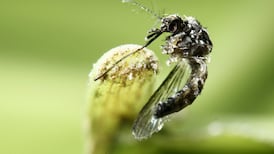 Zika-carrying mosquito spreading into new territories