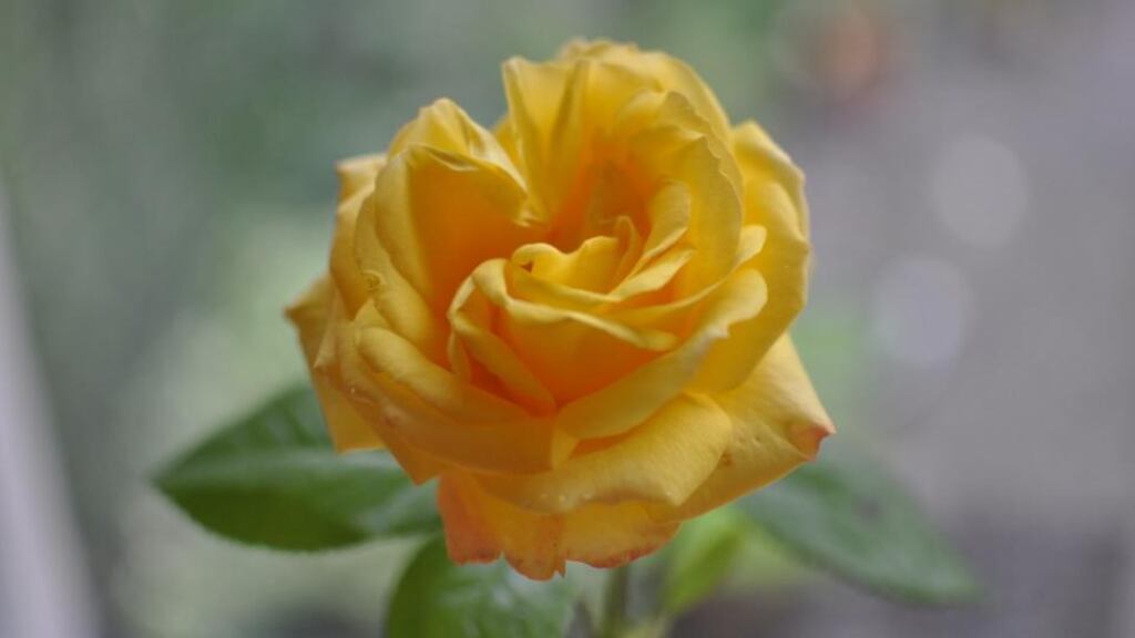 Scent of a rose: it might make you feel (seriously) better