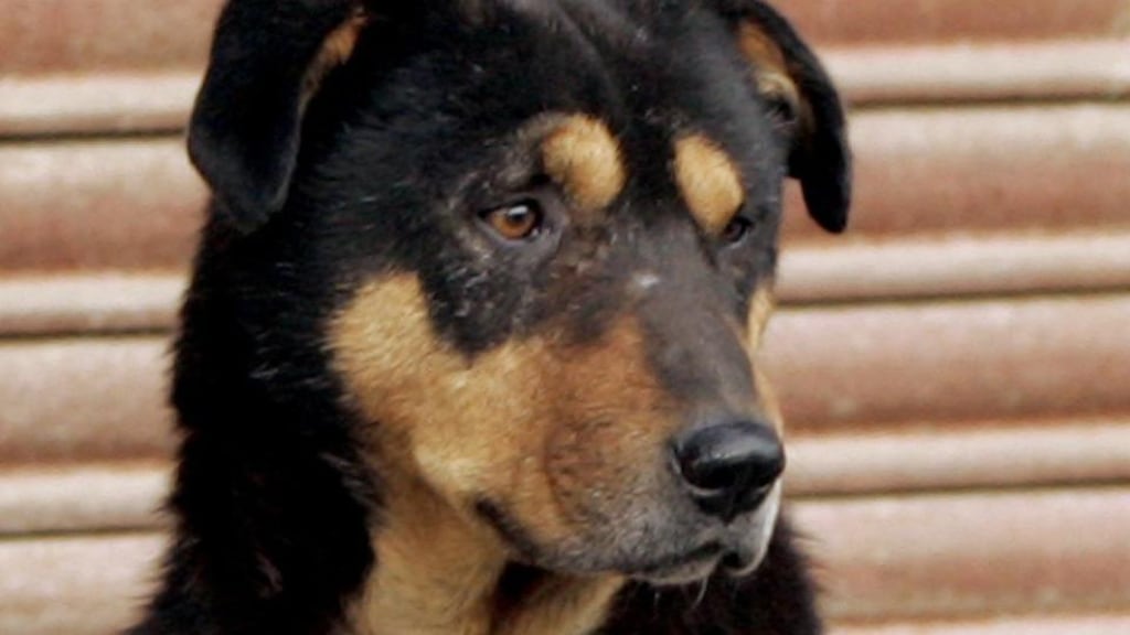 The number of individual dog licences dropped 12 per cent, after the fee was raised from €12.70 to €20. Photograph: Reuters