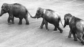 Why did the elephants cross the road?