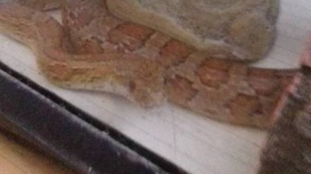 This corn snake was found in the garden of a house in south Tipperary by a woman who was out cutting grass.